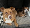 adoptable Dog in columbia, TN named Angel and Smokey CP