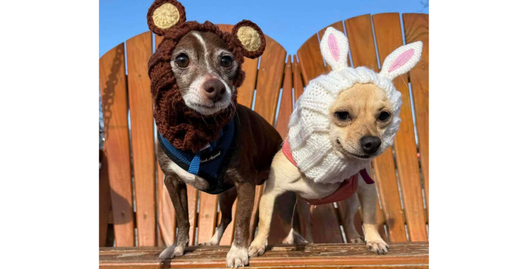 adoptable Dog in Columbia, TN named Papi+ and Chloe(bonded)~