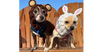 adoptable Dog in  named Papi+ and Chloe(bonded)~