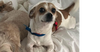 adoptable Dog in  named Shasta (Teeter) ~