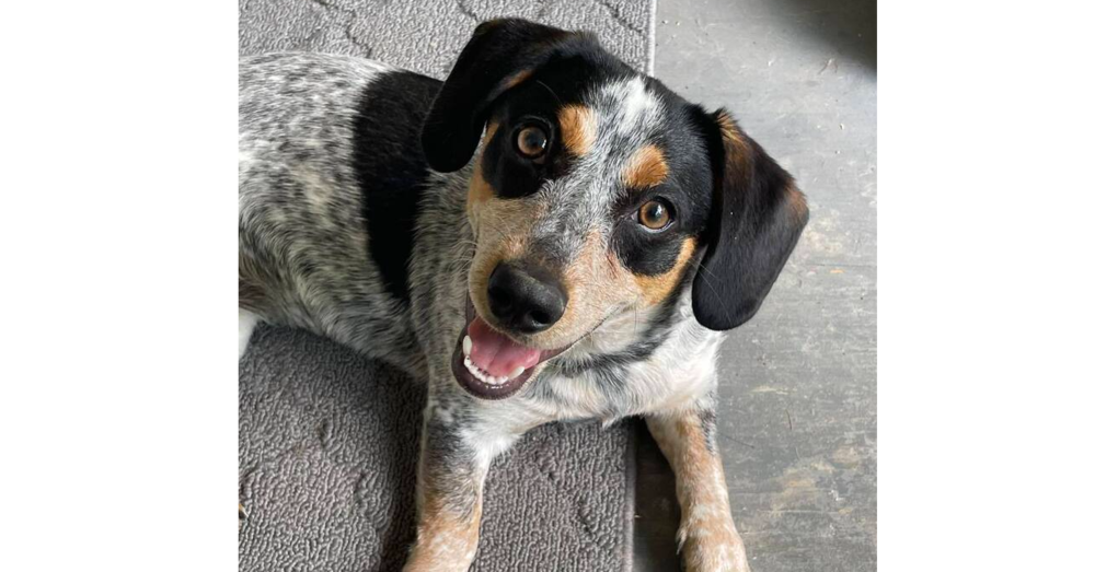 adoptable Dog in Columbia, TN named Stella ~