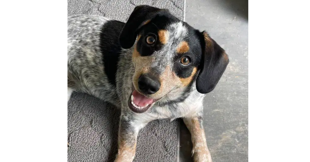 Stella - Beagle