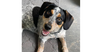 adoptable Dog in columbia, TN named Stella ~