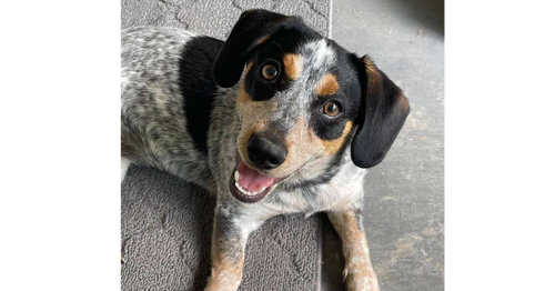 picture of the dog needing adoption