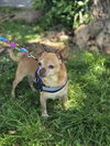 adoptable Dog in columbia, TN named Bubba ~