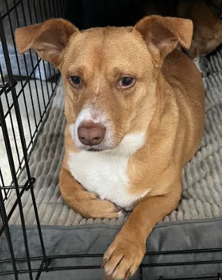 adoptable Dog in Columbia, TN named Smokey