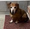 adoptable Dog in columbia, TN named Angel