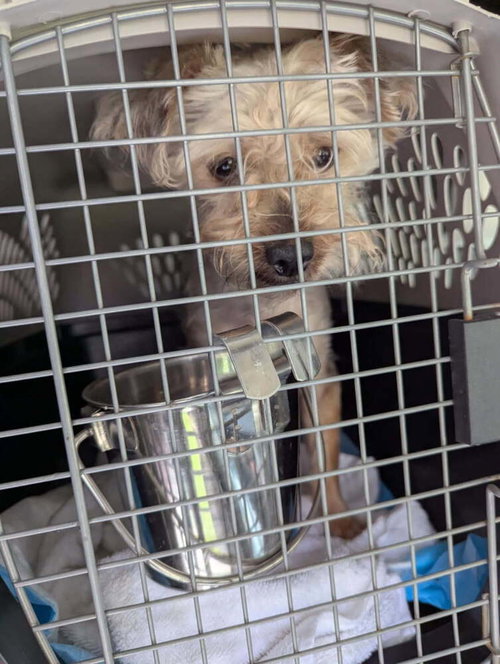 picture of the dog needing adoption