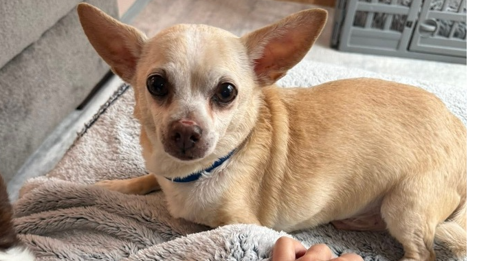 adoptable Dog in Columbia, TN named Gary ~