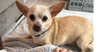 adoptable Dog in columbia, TN named Gary ~