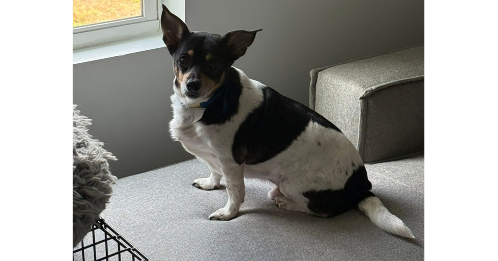 adoptable Dog in Columbia, TN named Gavin ~