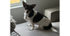 adoptable Dog in columbia, TN named Gavin ~