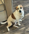 adoptable Dog in columbia, TN named Jack CP +