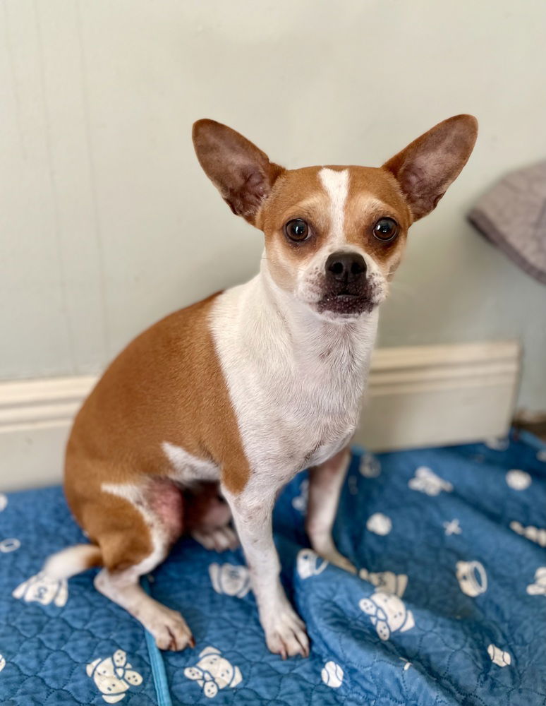 adoptable Dog in Columbia, TN named Rascal ~