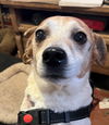 adoptable Dog in columbia, TN named Toby