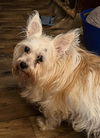 adoptable Dog in columbia, TN named Biscuit *