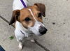 adoptable Dog in  named Jax*