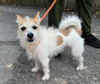 adoptable Dog in  named Monty DD