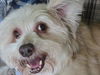 adoptable Dog in  named Rafael ~