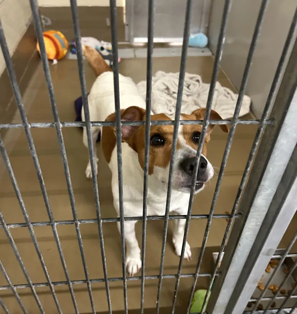 Gus - Parson Russell Terrier