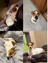 Gus * - Photo 2