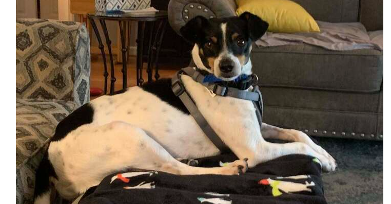 adoptable Dog in Columbia, TN named Sherman~