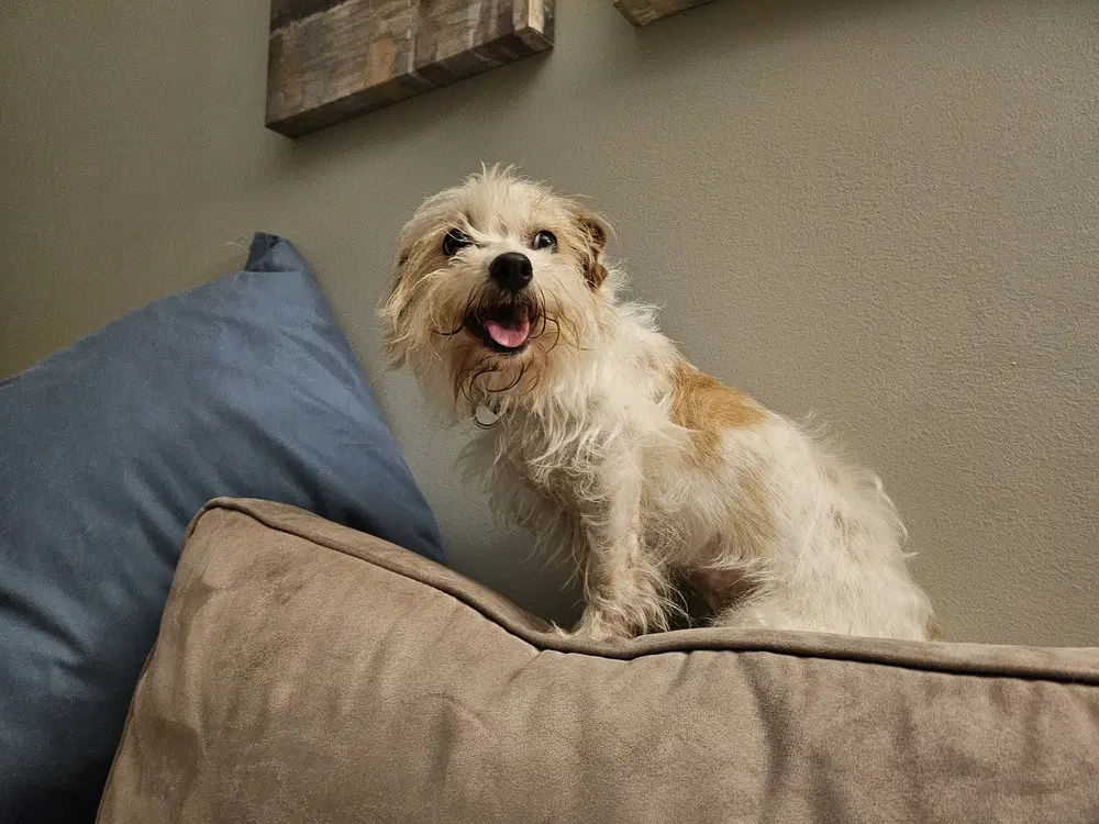 Punk  Aka Puck - Terrier