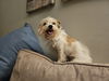 adoptable Dog in columbia, TN named Punk ~ aka Puck