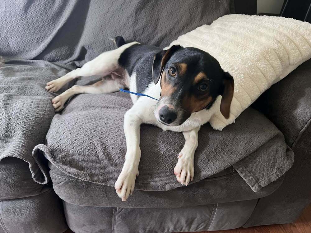 adoptable Dog in Columbia, TN named Brownie (Tricolor) ~