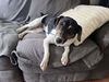adoptable Dog in columbia, TN named Brownie (Tricolor) ~