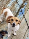 adoptable Dog in  named Cookie(Brown/White) *