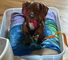 adoptable Dog in  named Cooper