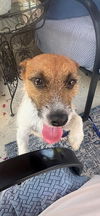 adoptable Dog in columbia, TN named Jack