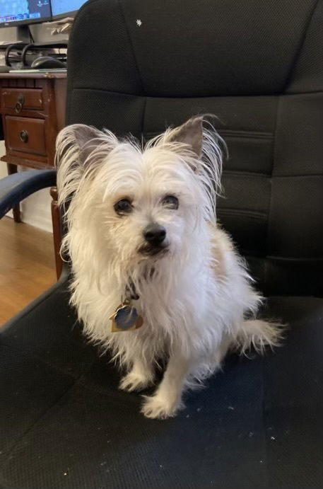 adoptable Dog in Columbia, TN named Andy - Sneezy