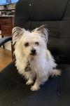 adoptable Dog in columbia, TN named Andy - Sneezy