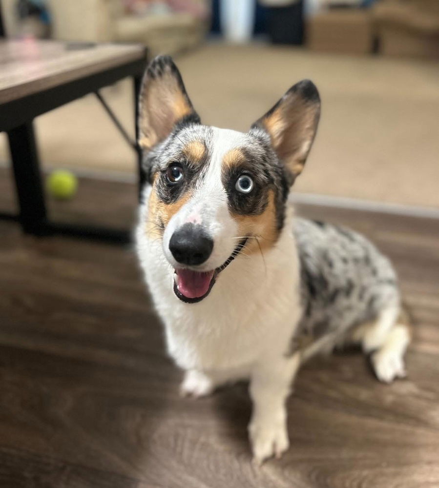 adoptable Dog in Columbia, TN named Oliver James CP (NKA Blue)