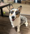 adoptable Dog in  named Oliver James CP (NKA Blue)