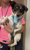 adoptable Dog in columbia, TN named Autumn (AKA Autumnwood)