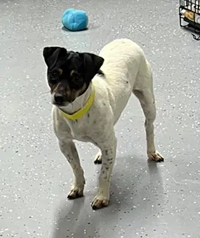 Autumn Aka Autumnwood - Rat Terrier