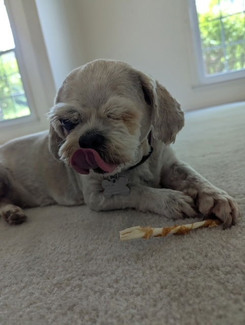 adoptable Dog in Columbia, TN named Daisy - Paisley ~