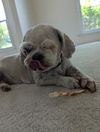 adoptable Dog in  named Daisy - Paisley ~