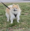 adoptable Dog in columbia, TN named Bryce (NKA Bennent) DD