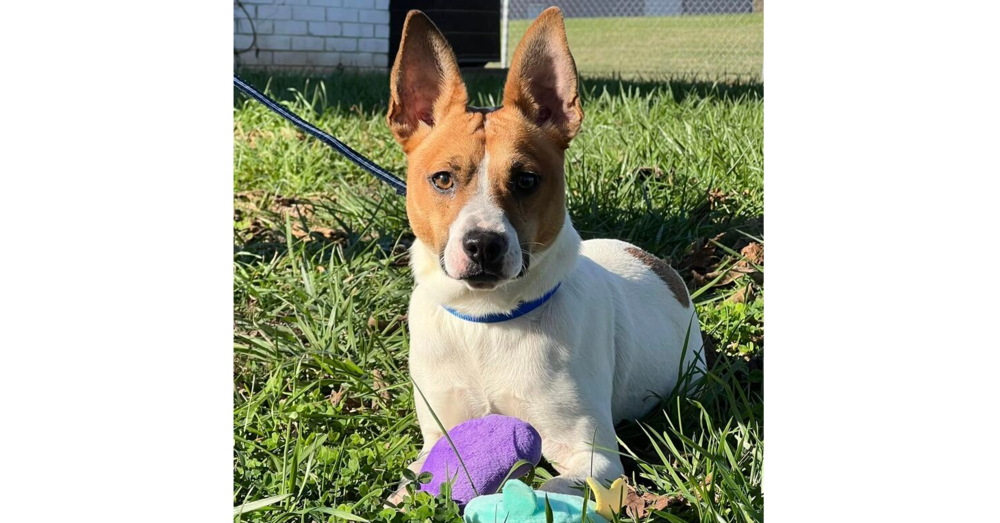 adoptable Dog in Columbia, TN named Archie~