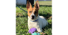 adoptable Dog in columbia, TN named Archie~