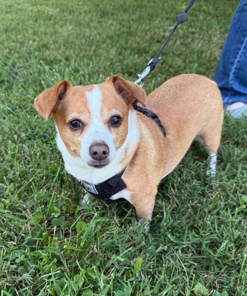 adoptable Dog in Columbia, TN named Rowdy CP