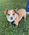 adoptable Dog in columbia, TN named Rowdy CP