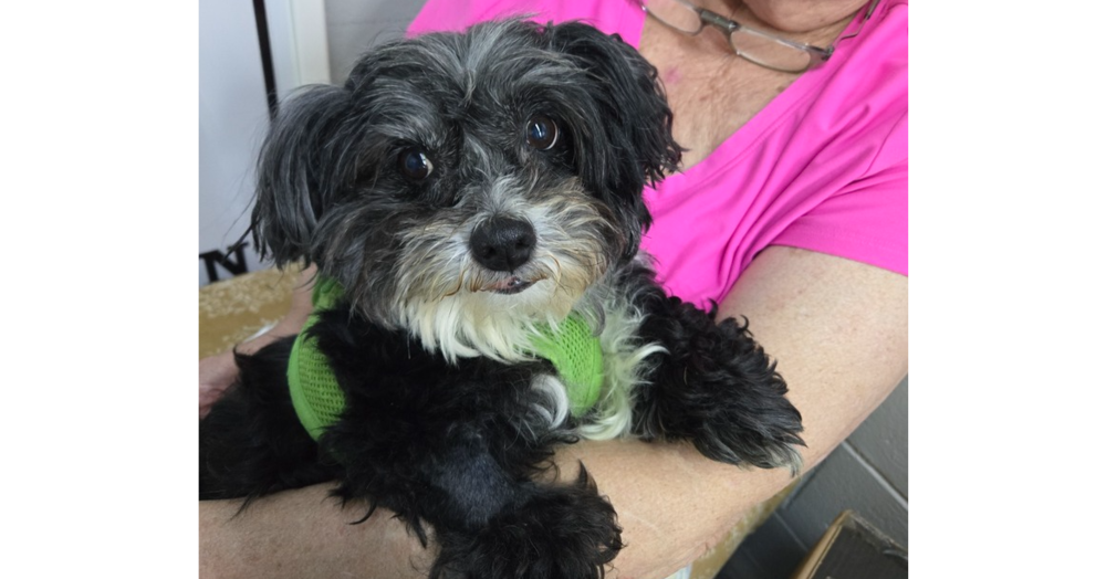 adoptable Dog in Columbia, TN named Piper~