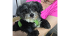 adoptable Dog in columbia, TN named Piper~