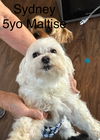 adoptable Dog in columbia, TN named Sydney CP