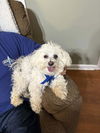 adoptable Dog in columbia, TN named Sloan~